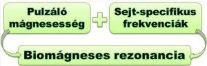 Biomágneses rezonancia
