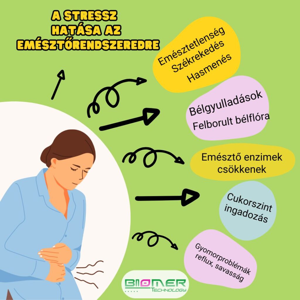 stressz és emésztés